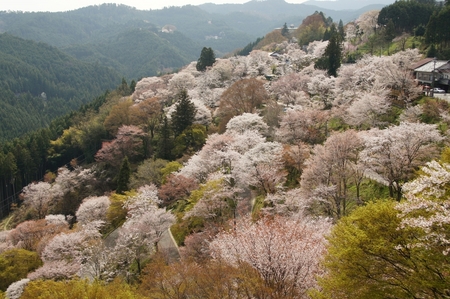 吉野千本桜.jpg