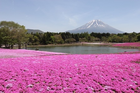 富士芝桜祭り.jpg