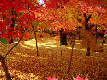 永観堂の紅葉.jpg